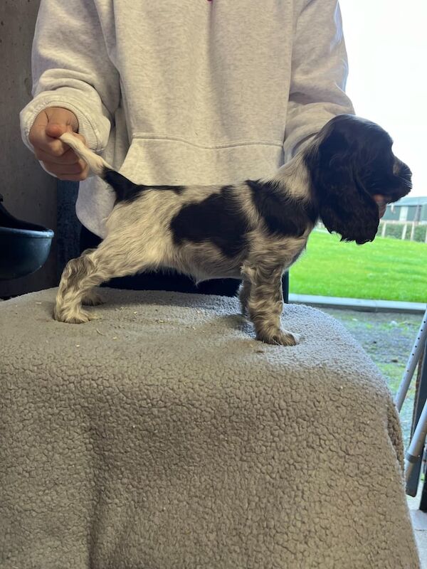 Cocker spaniels for sale in Dungannon, County Tyrone - Image 3