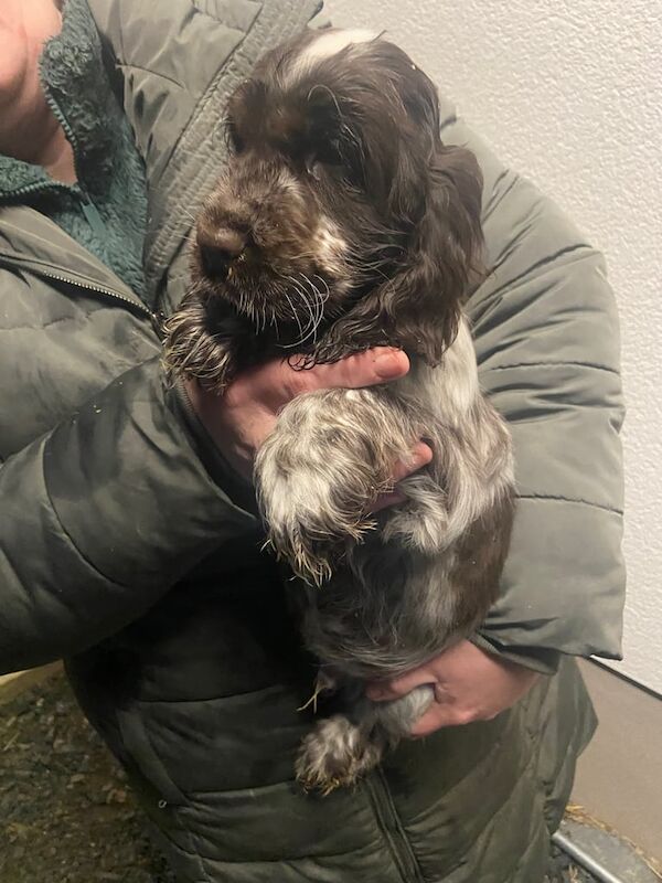 Cocker spaniels for sale in Armagh, County Armagh - Image 3