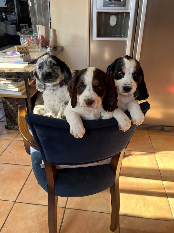 Cocker Spaniels for sale in Horley, Surrey