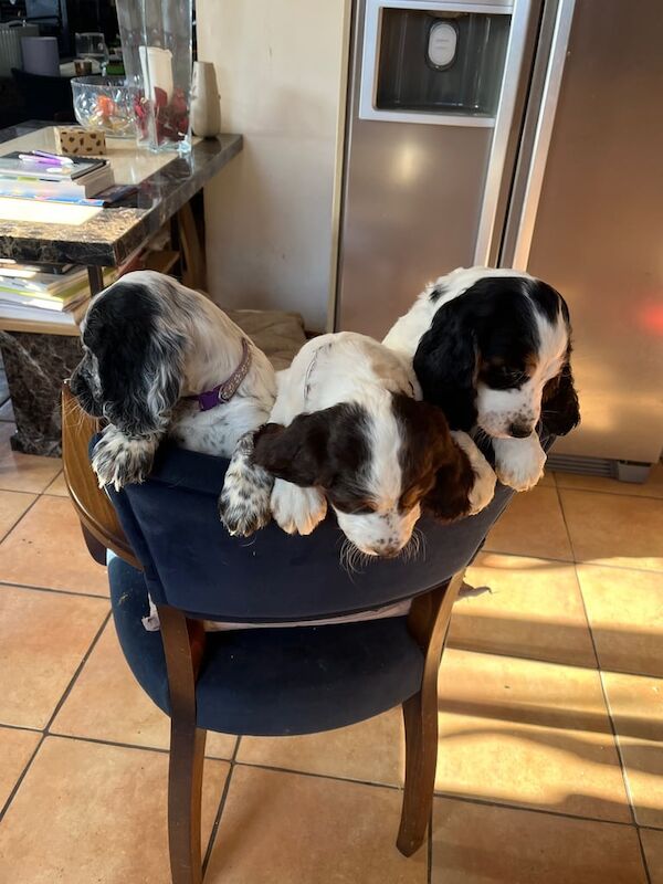 Cocker Spaniels for sale in Horley, Surrey - Image 3