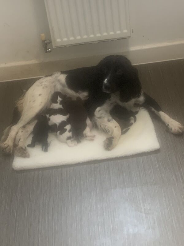 Cocker spaniels for sale in Sheerness, Kent - Image 2