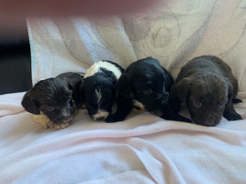 Cocker spaniels for sale in Sheerness, Kent - Image 3