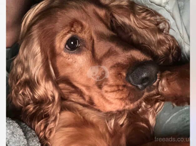 Cocker spaniels FEMALE & MALE for sale in Widnes, Cheshire