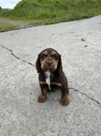 Cocker spaniels for sale in Cerrigydrudion, Conwy