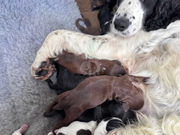 Cocker spaniels for sale in Aylesford, Kent