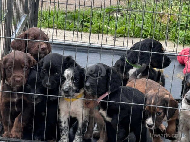 Cocker spaniels for sale in Aylesford, Kent - Image 2