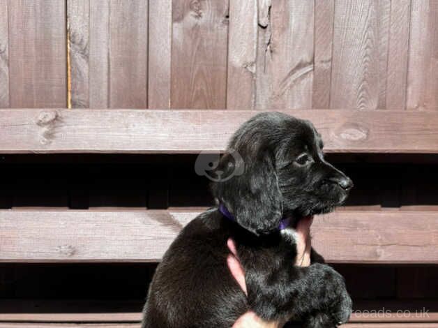 Cocker spaniels for sale in Aylesford, Kent - Image 3