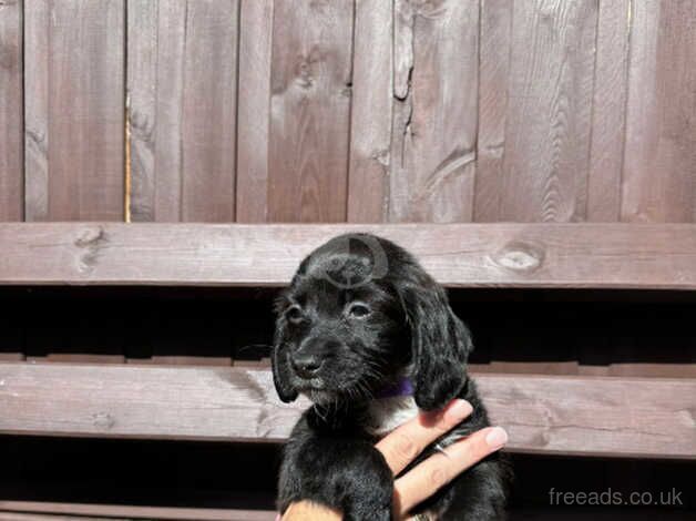 Cocker spaniels for sale in Aylesford, Kent - Image 4