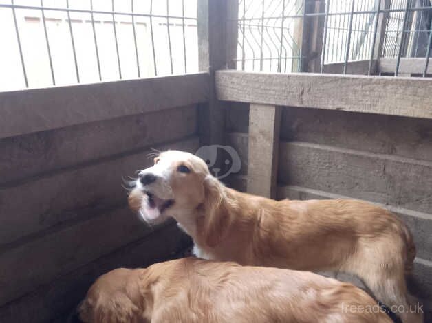 Cocker spaniels for sale in Bishop Auckland, County Durham