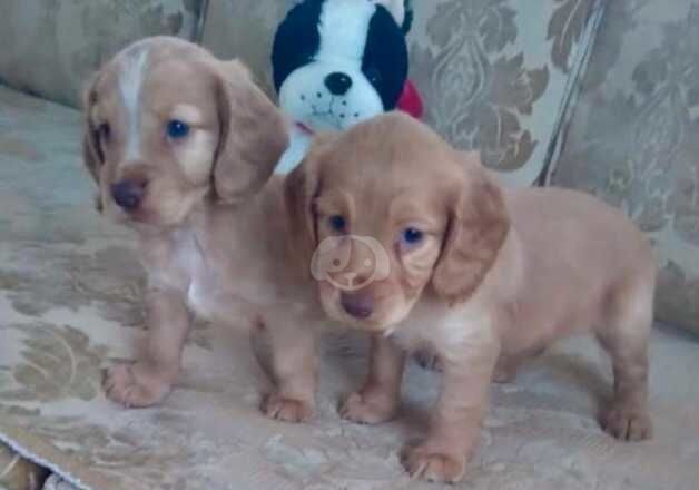 cocker spaniels for sale in Cambridge, Cambridgeshire