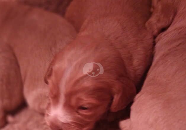 cocker spaniels for sale in Cambridge, Cambridgeshire - Image 4