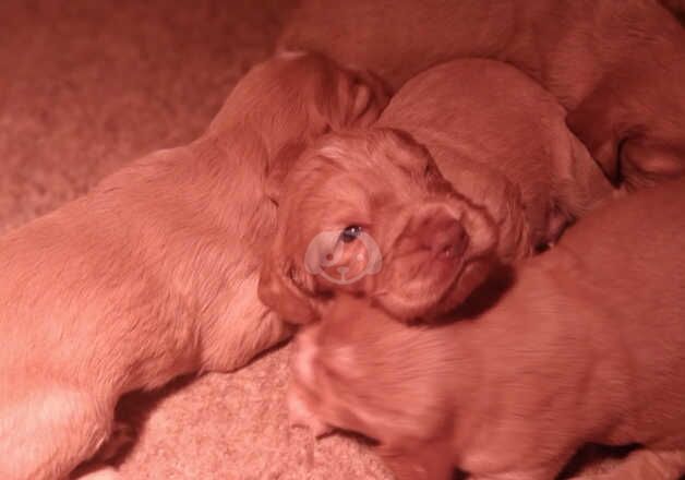 cocker spaniels for sale in Cambridge, Cambridgeshire - Image 3