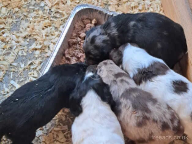 Cocker spaniels for sale in Enfield, Enfield, Greater London - Image 1