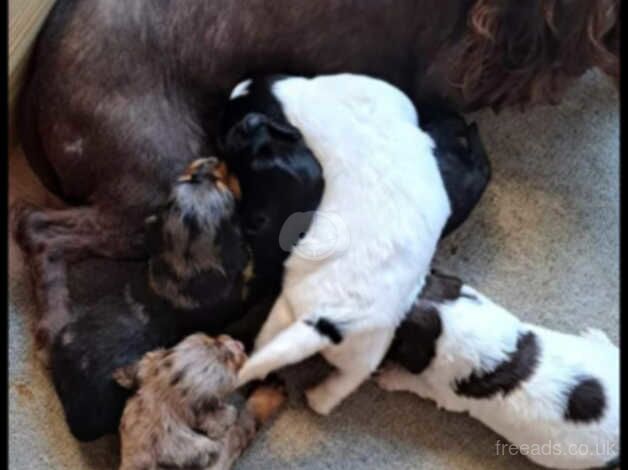 Cocker spaniels for sale in Enfield, Enfield, Greater London - Image 3