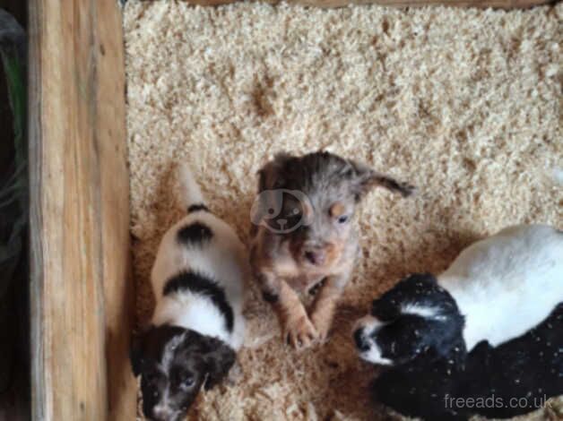 Cocker spaniels for sale in Enfield, Enfield, Greater London - Image 4