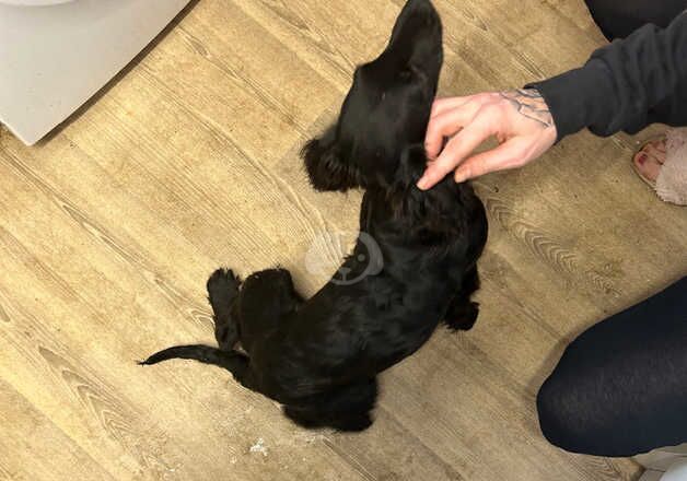 Cocker spaniels for sale in Newton Aycliffe, County Durham - Image 3