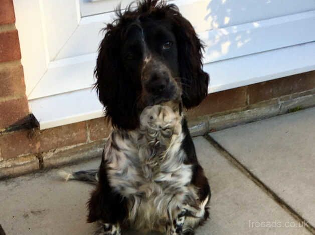 Cocker Spaniels for sale in Norwich, Norfolk