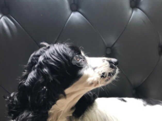 Cocker spaniels for sale in Aldershot, Hampshire