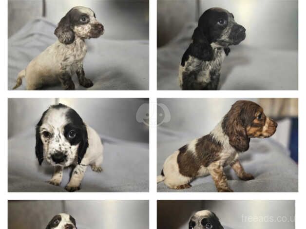 Cocker spaniels for sale in Aldershot, Hampshire - Image 2