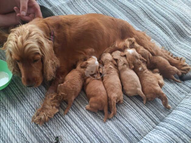 Cocker spaniels for sale in Bury, Greater Manchester - Image 1