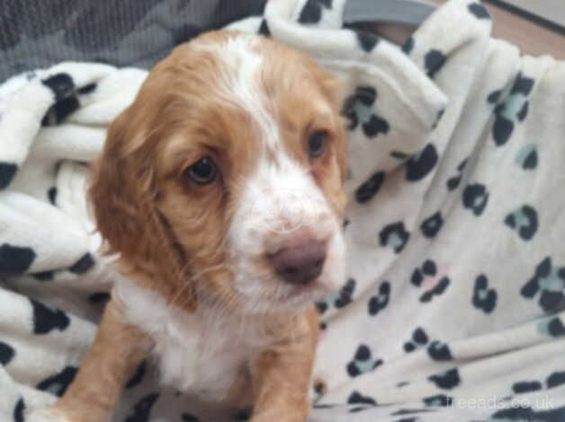 Cocker spaniels for sale in Bury, Greater Manchester - Image 2