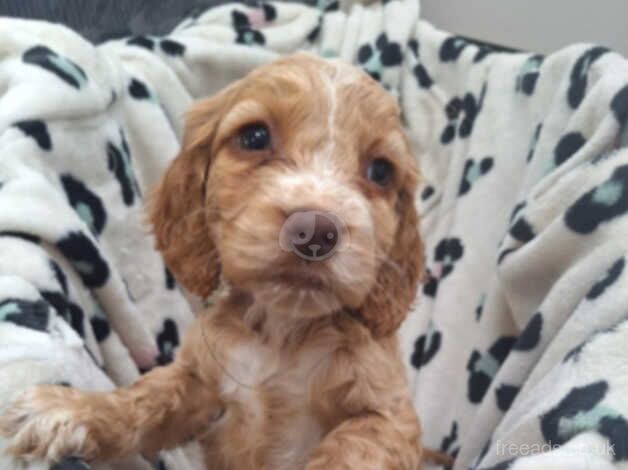 Cocker spaniels for sale in Bury, Greater Manchester - Image 4