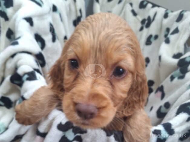 Cocker spaniels for sale in Bury, Greater Manchester - Image 5