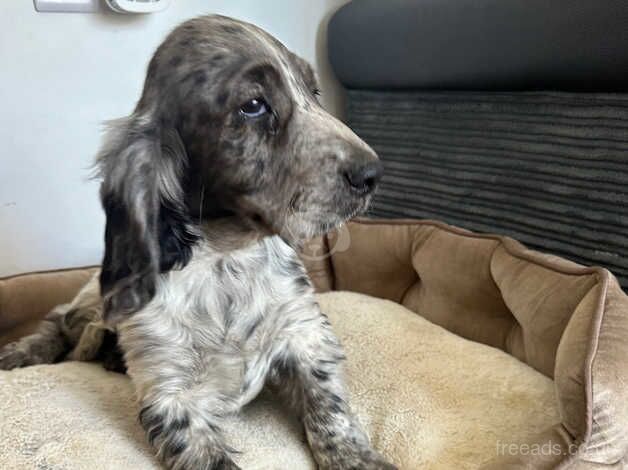 Cocker spaniels for sale in Chichester, West Sussex