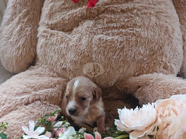 Cocker spaniels for sale in Darlington, County Durham