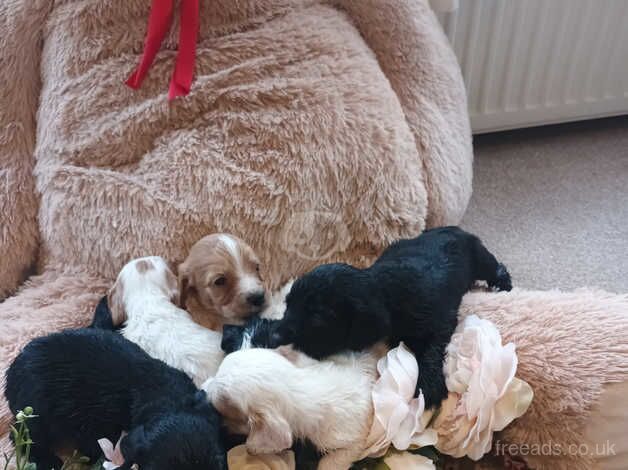 Cocker Spaniel Puppies for sale in County Durham