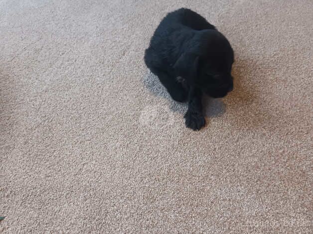 Cocker Spaniel Puppies for sale