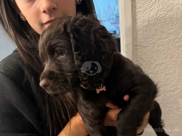 Cocker spaniels for sale in Derby, Derbyshire