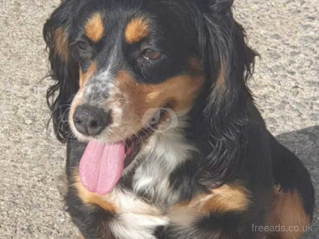 Cocker spaniels for sale in Frome, Somerset - Image 1