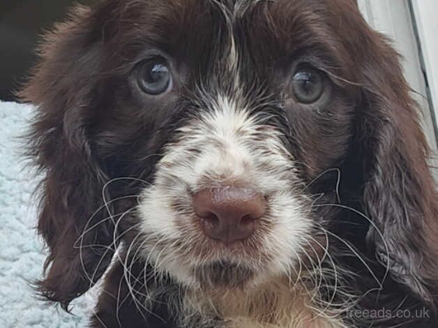 Cocker Spaniel Puppies for sale in Somerset