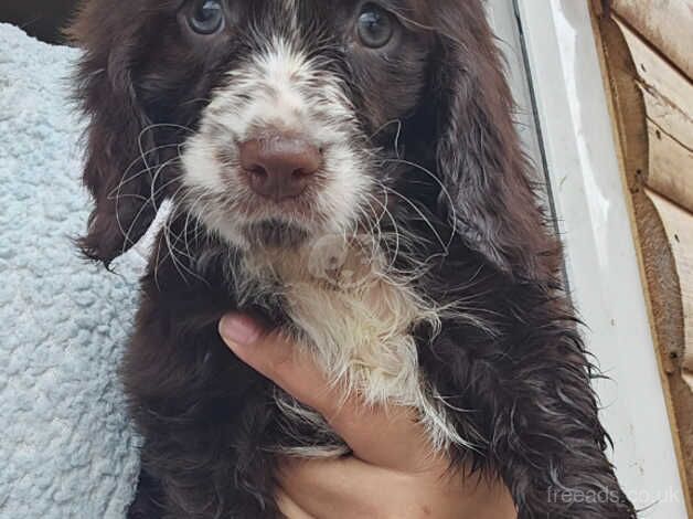 Cocker Spaniel Puppies for sale