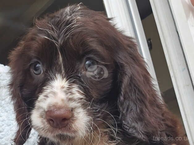 Cocker spaniels for sale in Frome, Somerset - Image 5