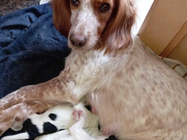 Cocker spaniels for sale in Gateshead, Tyne and Wear