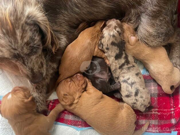 Cocker spaniels for sale in Lewes, East Sussex - Image 1