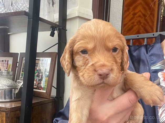 Cocker Spaniels for sale in Lewes, East Sussex