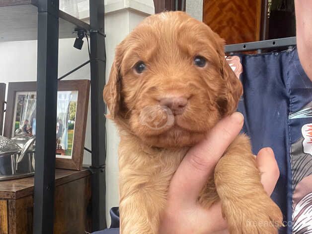 Cocker Spaniel Puppies for sale in East Sussex