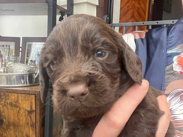 Cocker Spaniel Puppies for sale