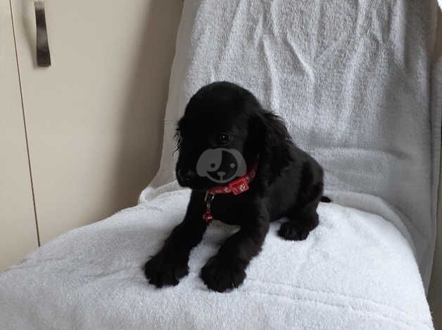 cocker spaniels for sale in Swanley, Gloucestershire - Image 1