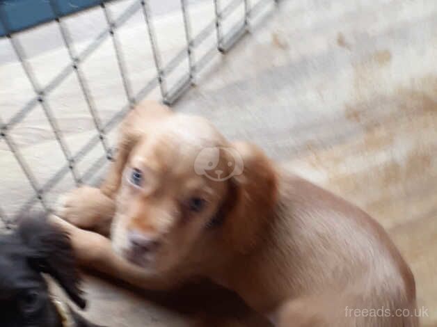 cocker spaniels for sale in Swanley, Gloucestershire - Image 4