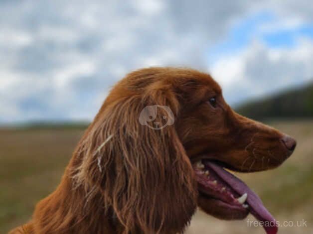 cocker spaniels for sale in Trimdon, County Durham