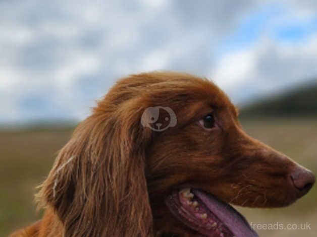 cocker spaniels for sale in Trimdon, County Durham - Image 2