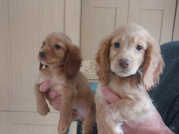 cocker spaniels for sale in Trimdon, County Durham - Image 3