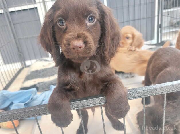 cocker spaniels for sale in Trimdon, County Durham - Image 4