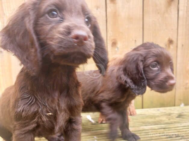 cocker spaniels for sale in Trimdon, County Durham - Image 5