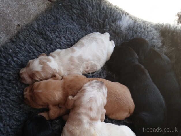 Cocker Spaniels for sale in Epsom, Surrey