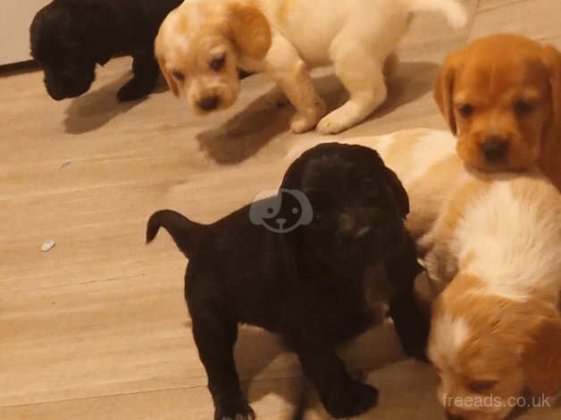 Cocker Spaniel Puppies for sale in Surrey